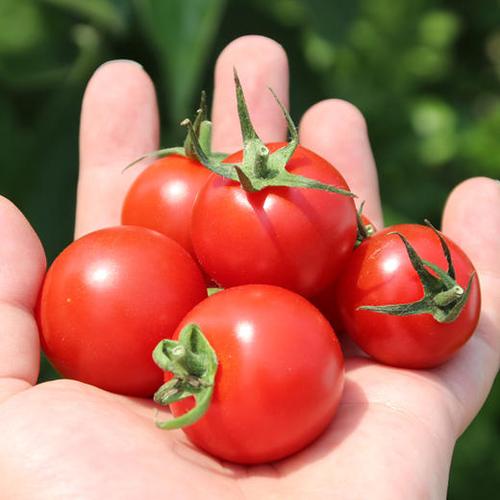 密农人家红宝石番茄无土栽培高科技现代化种植新鲜蔬菜果蔬450g
